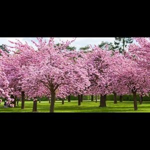 Meet your Posher, Cherry